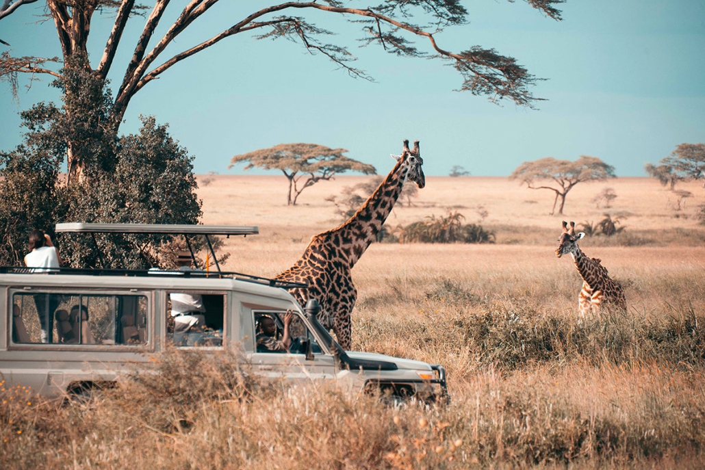 selous-game-reserve-3