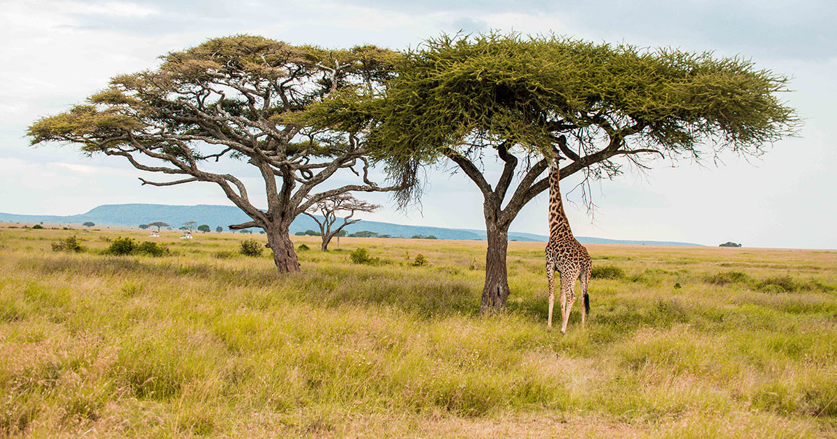 serengeti-national-park-10